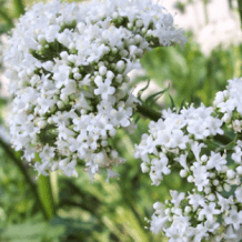 images/productimages/small/valerian-seeds-valeriana officinalis.png